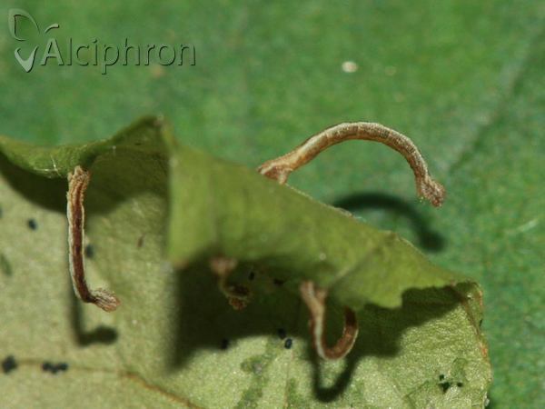 Idaea seriata
