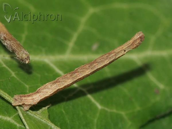 Idaea seriata