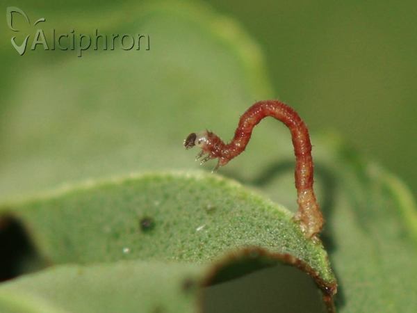 Idaea dimidiata