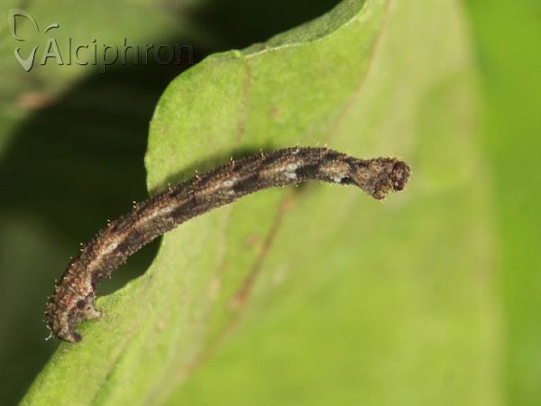 Idaea dimidiata