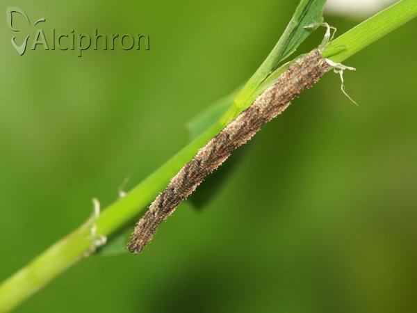 Idaea dimidiata