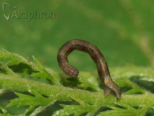 Idaea degeneraria