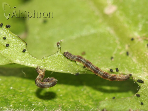 Idaea straminata