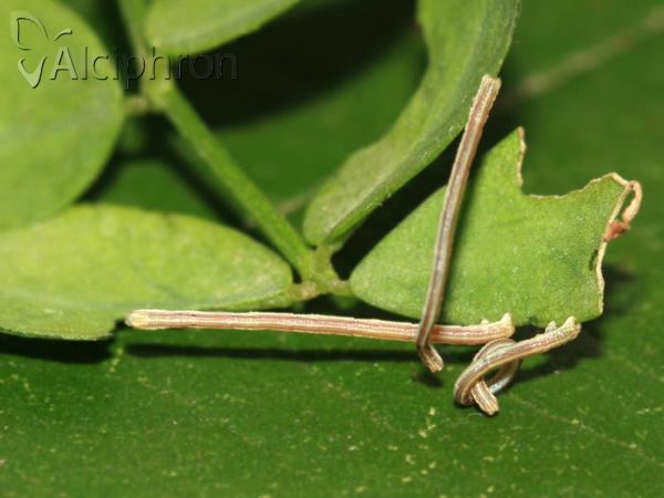 Rhodostrophia vibicaria