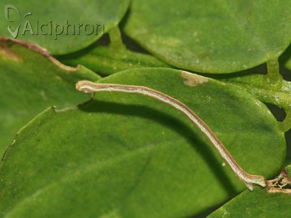 Rhodostrophia vibicaria