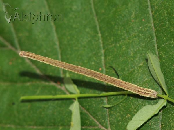 Rhodostrophia vibicaria