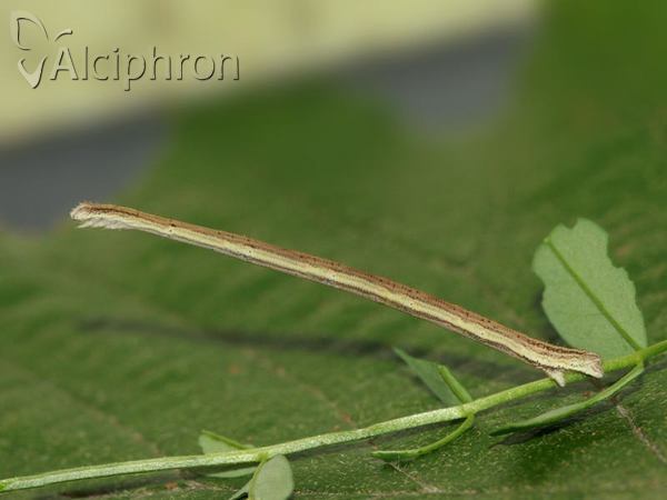 Rhodostrophia vibicaria