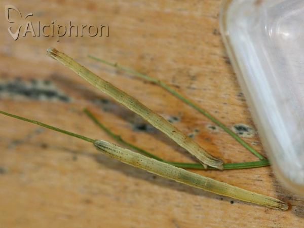 Rhodostrophia vibicaria