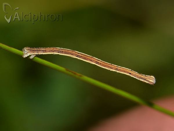 Rhodostrophia vibicaria