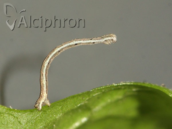 Scopula nigropunctata