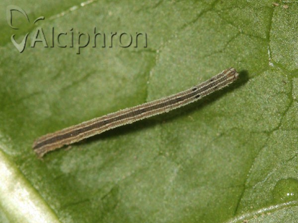 Scopula nigropunctata