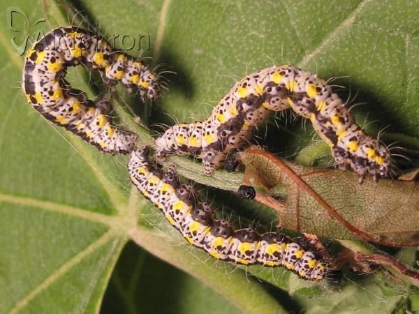 Orthostixis cribraria