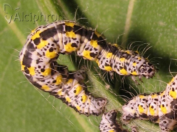 Orthostixis cribraria