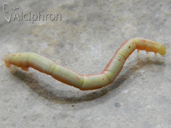 Chloroclysta siterata
