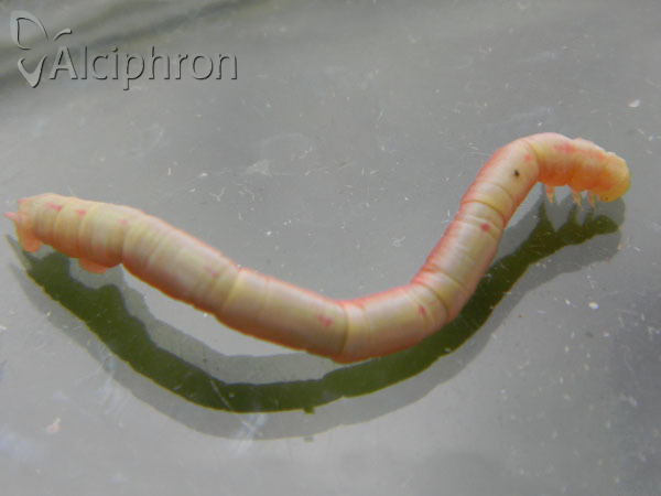 Chloroclysta siterata
