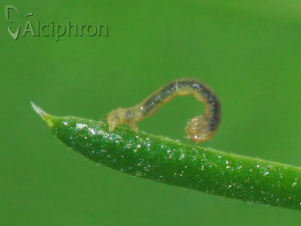 Cosmorhoe ocellata