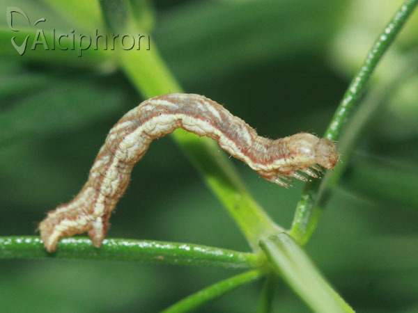Cosmorhoe ocellata