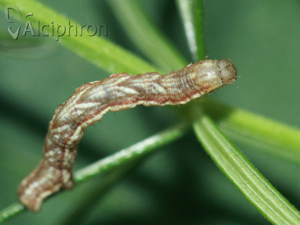 Cosmorhoe ocellata