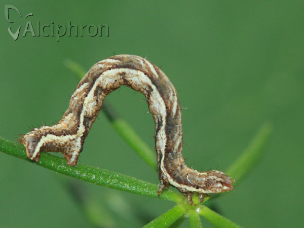 Cosmorhoe ocellata