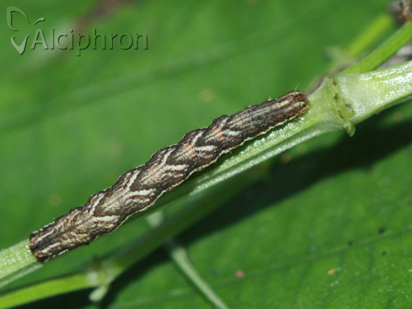 Cosmorhoe ocellata