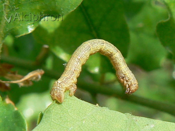 Euphyia biangulata