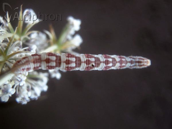 Eupithecia centaureata