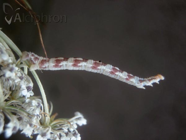 Eupithecia centaureata