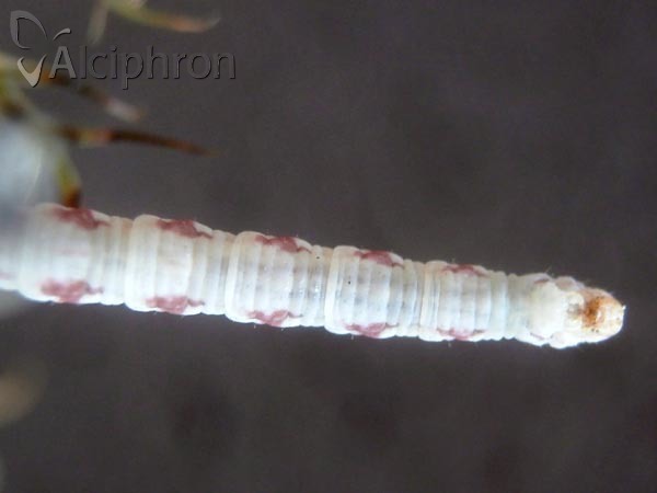 Eupithecia centaureata