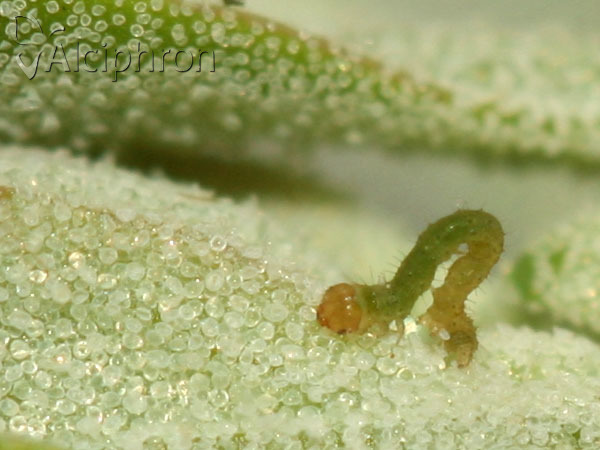 Pelurga comitata