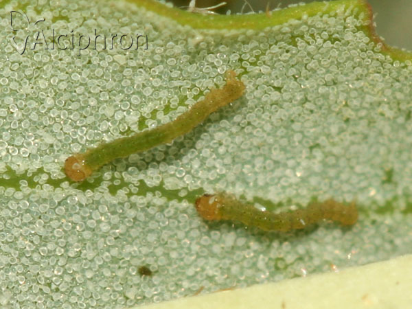 Pelurga comitata