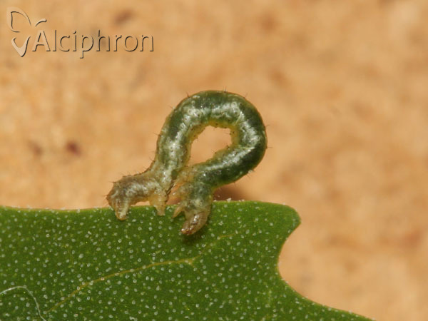 Pelurga comitata