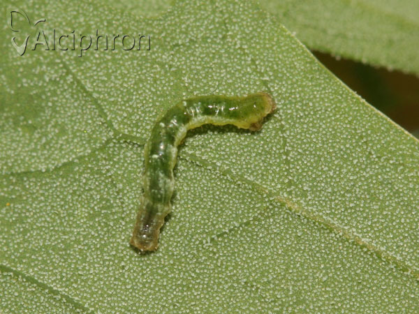 Pelurga comitata