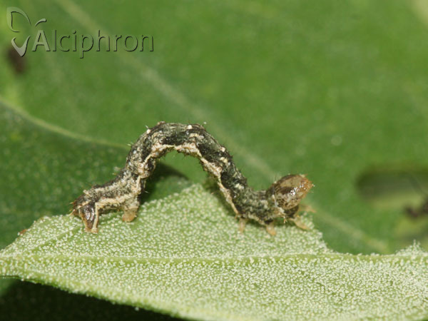 Pelurga comitata