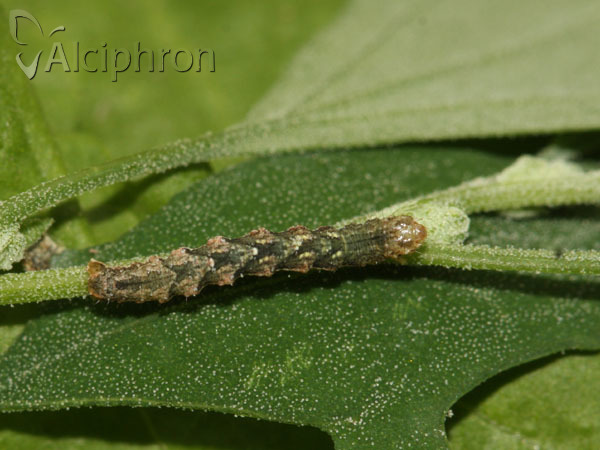 Pelurga comitata