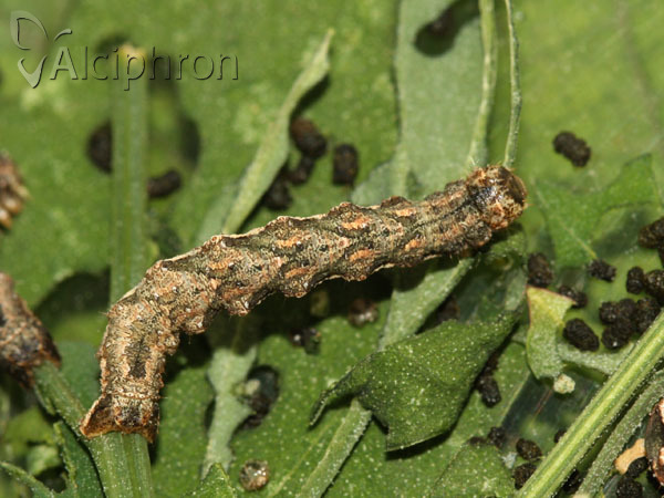 Pelurga comitata
