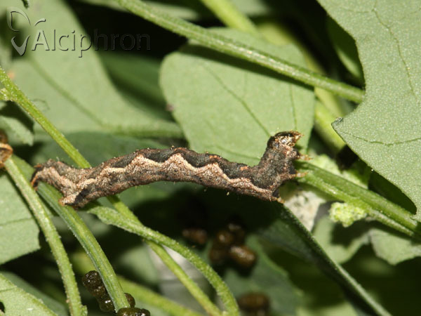 Pelurga comitata