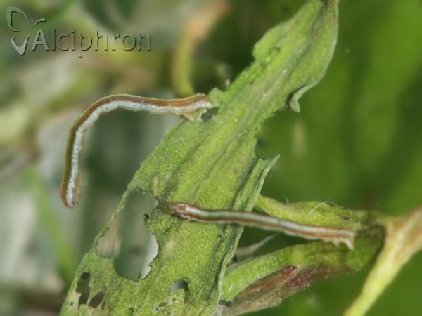 Lythria purpuraria