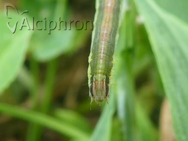 Lythria purpuraria
