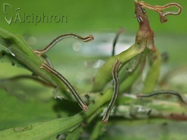 Lythria purpuraria