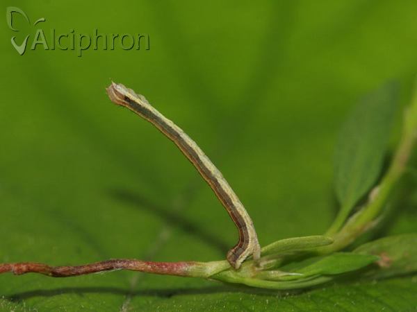 Lythria purpuraria