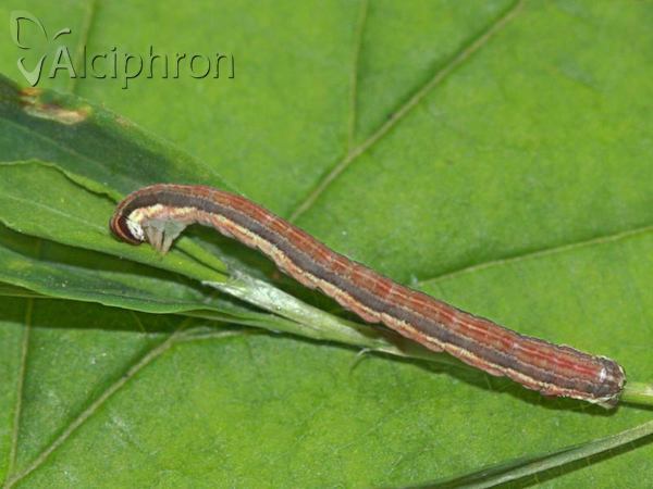 Lythria purpuraria