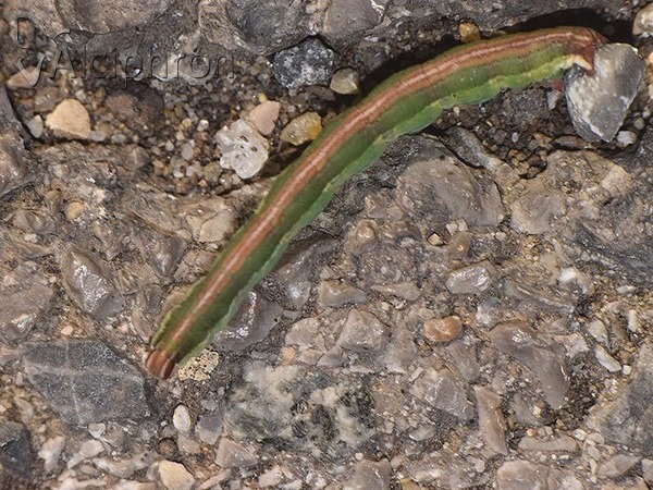 Lythria purpuraria