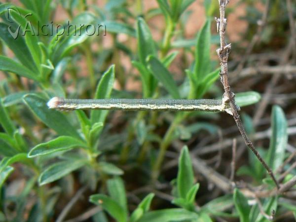 Lythria purpuraria