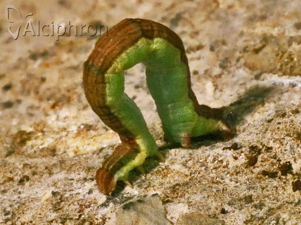 Lythria cruentaria