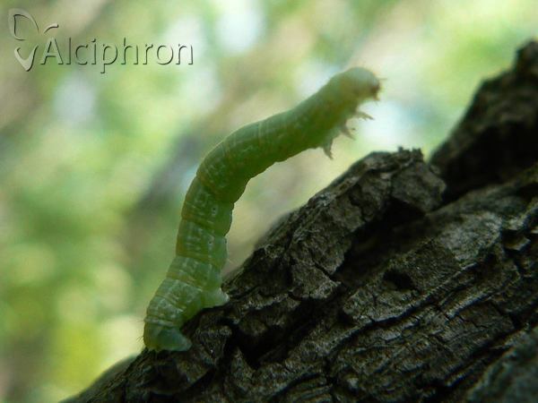 Operophtera brumata