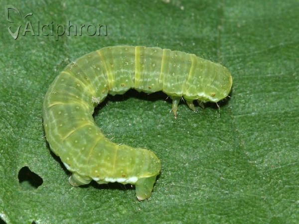 Epirrita dilutata