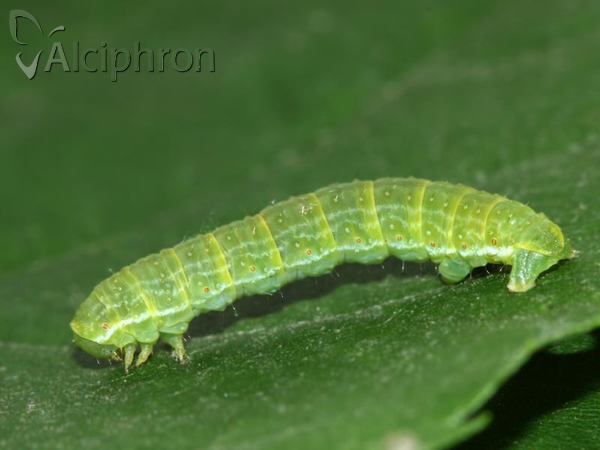 Epirrita dilutata
