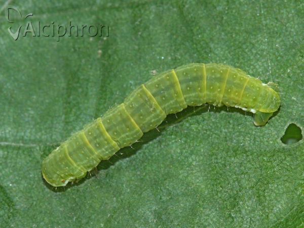 Epirrita dilutata