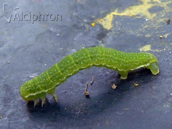 Epirrita dilutata