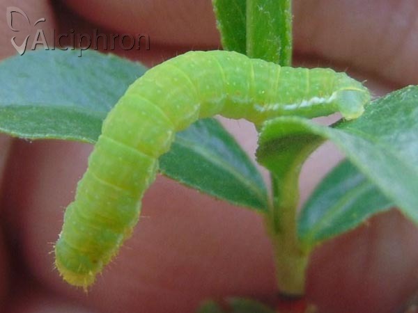 Epirrita dilutata